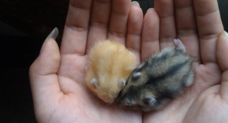 仓鼠骨折怎么防治视频播放,仓鼠骨折了怎么救助