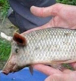 懒癌患者是什么症状,懒癌症状表现