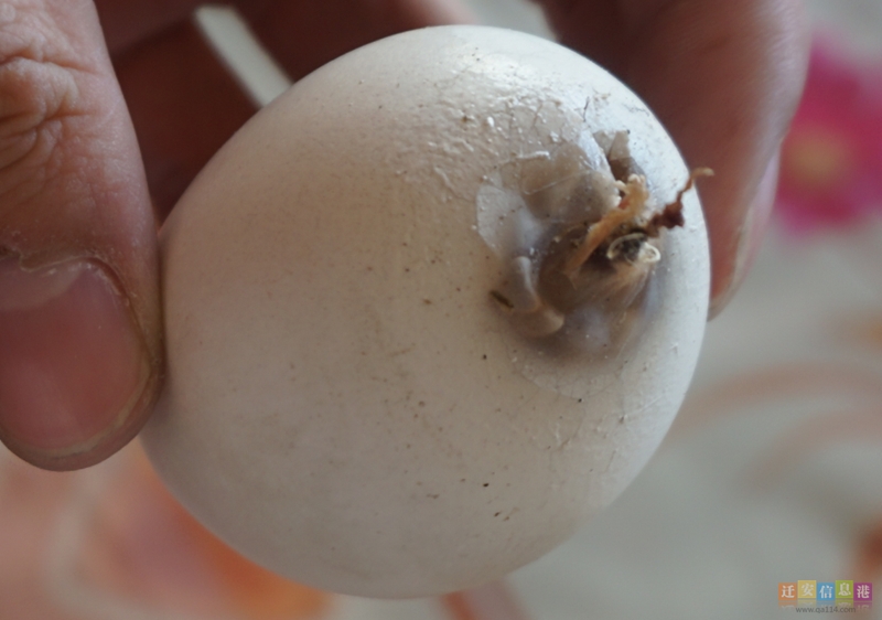 怪异鸡蛋,从鸡蛋里面生出来的真实怪物