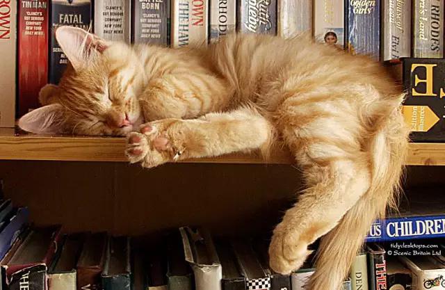 物道丨这家书店，养了33年的猫