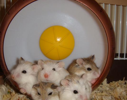 仓鼠骨折怎么防治视频播放,仓鼠骨折了怎么救助