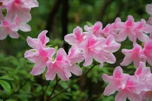 明珠楼白云山风景,白云山明珠楼