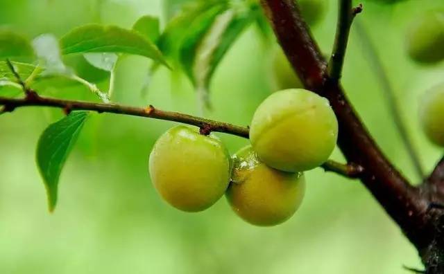 「健康」夏日凉果之王：一颗胜万药，排毒安神抗衰老！