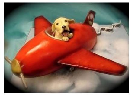 宠物狗能不能上飞机托运,飞机托运狗狗受伤