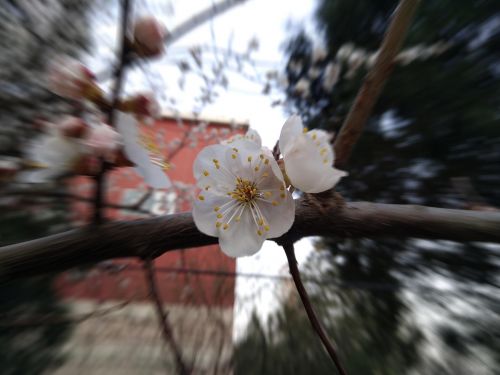 努比亚可弯柔性屏手机评测,努比亚后置双摄手机