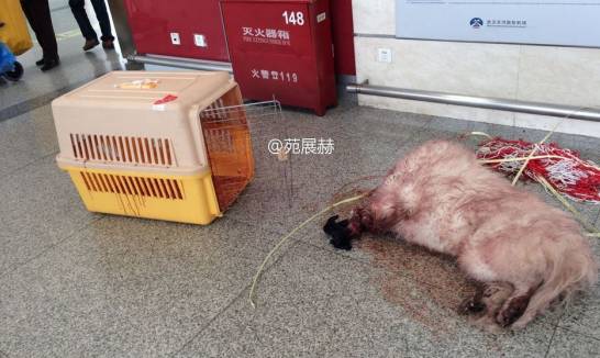 宠物狗能不能上飞机托运,飞机托运狗狗受伤