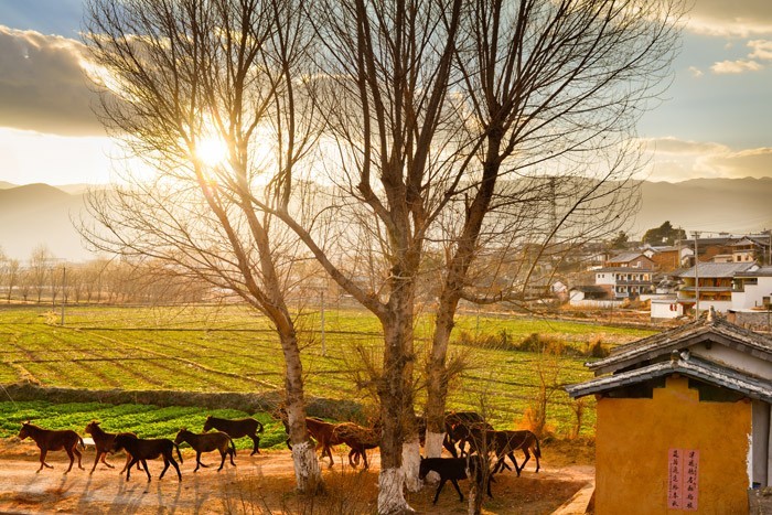夏天就该去玩,夏天就去丽江旅游