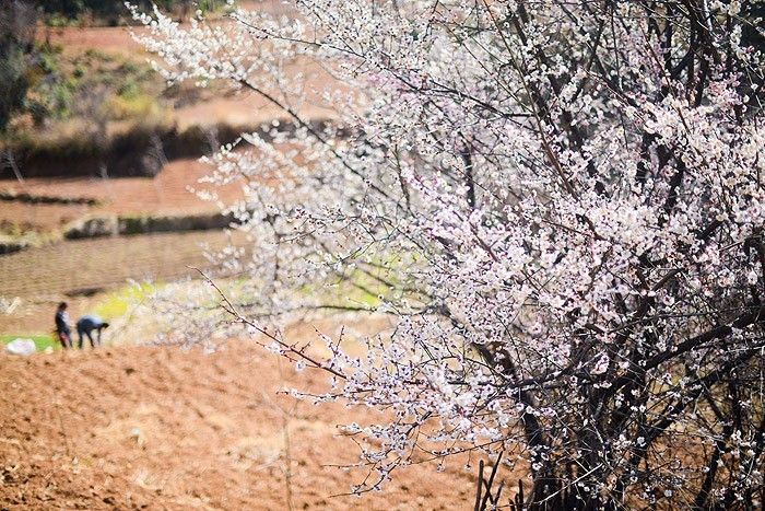 夏天就该去玩,夏天就去丽江旅游