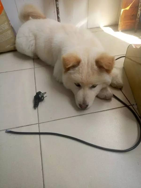 狗狗成精了有多厉害简直不敢相信,狗狗成精厉害简直不敢相信