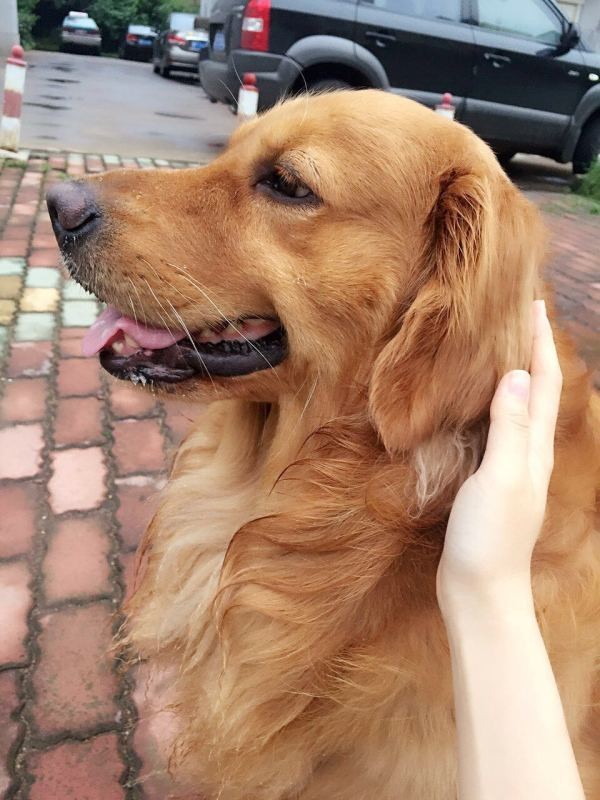 狗狗成精了有多厉害简直不敢相信,狗狗成精厉害简直不敢相信