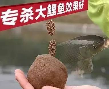 钓罗非粘麻团,麻团钓鲤鱼