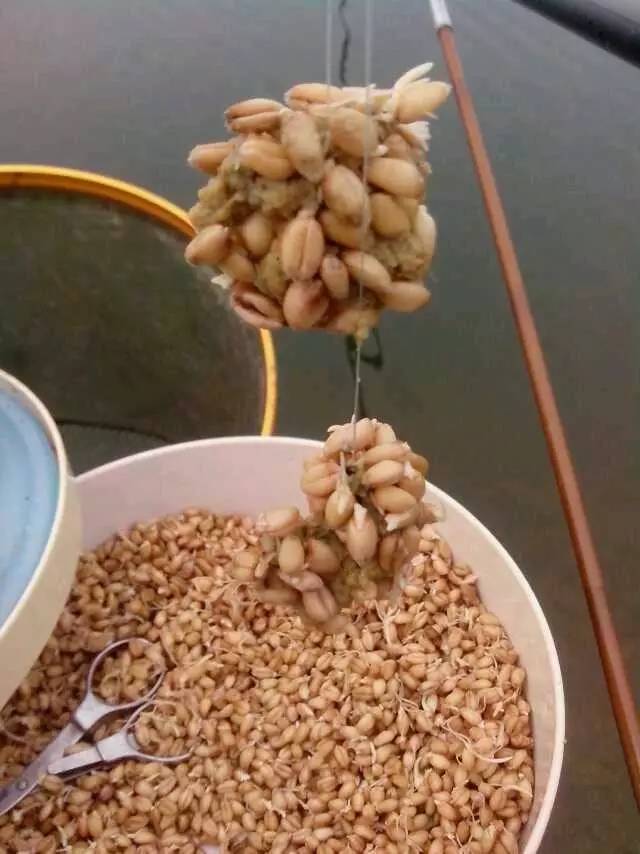 钓罗非粘麻团,麻团钓鲤鱼