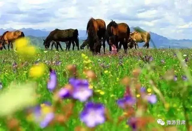 山丹军马场几月份最漂亮,山丹军马场特色