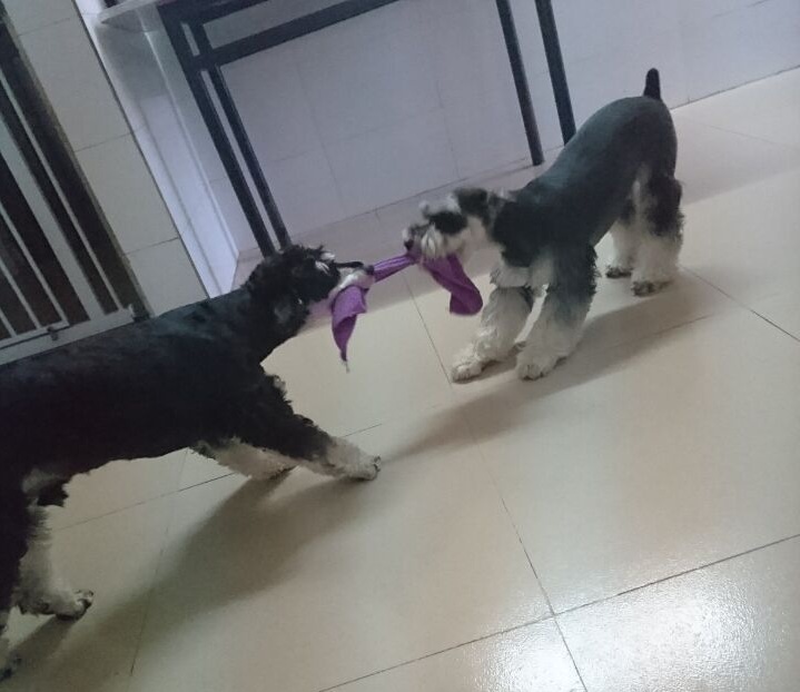 雪纳瑞狗狗最喜欢什么玩具,雪纳瑞狗狗喜欢玩什么玩具呀