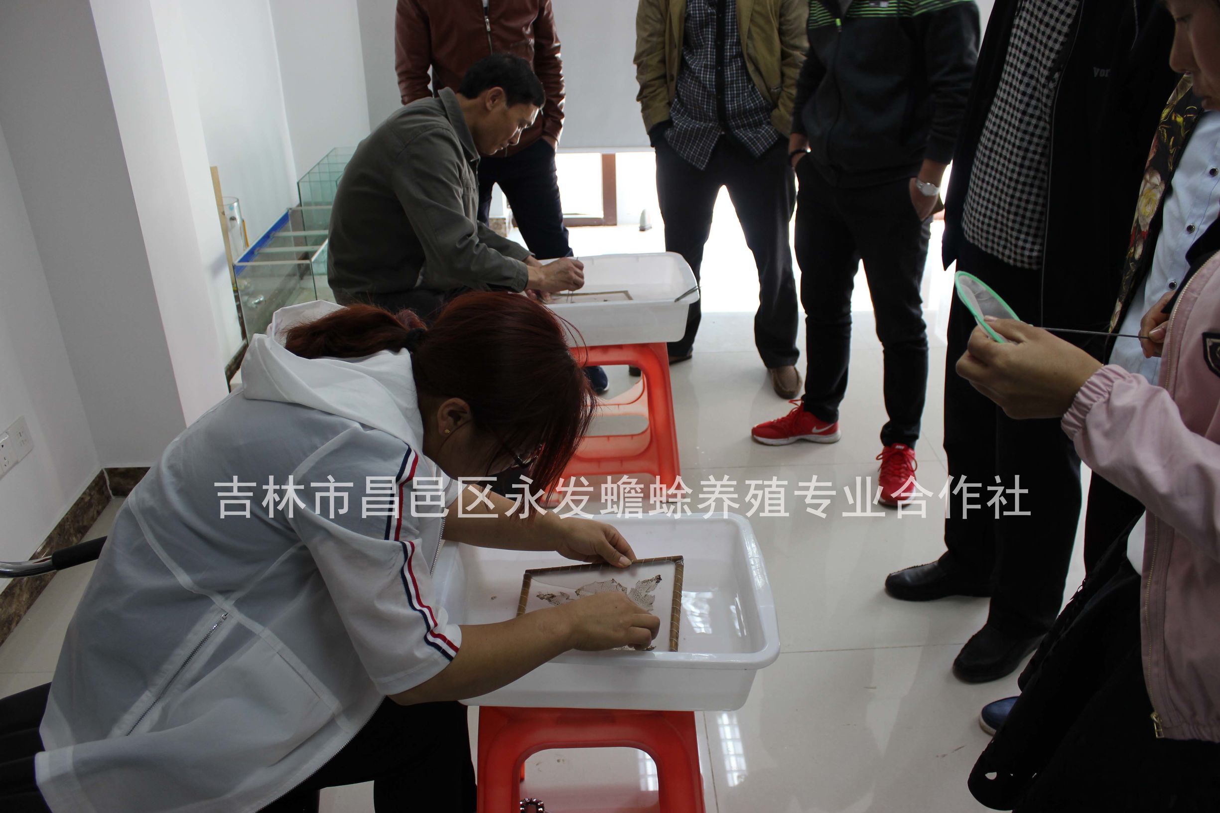 蟾蜍的养殖加工技术教程,蟾蜍养殖技术大全