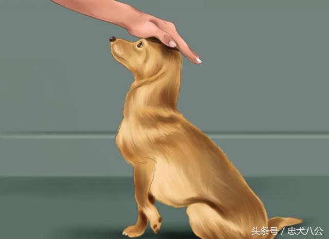 训练狗狗看其他狗不激动,训练狗狗眼睛看着我