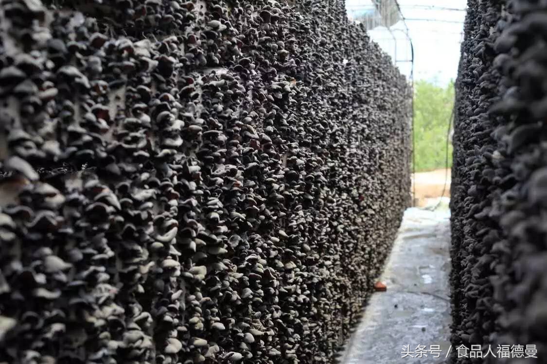 怎样选择好的木耳,黑木耳怎么样才算好木耳