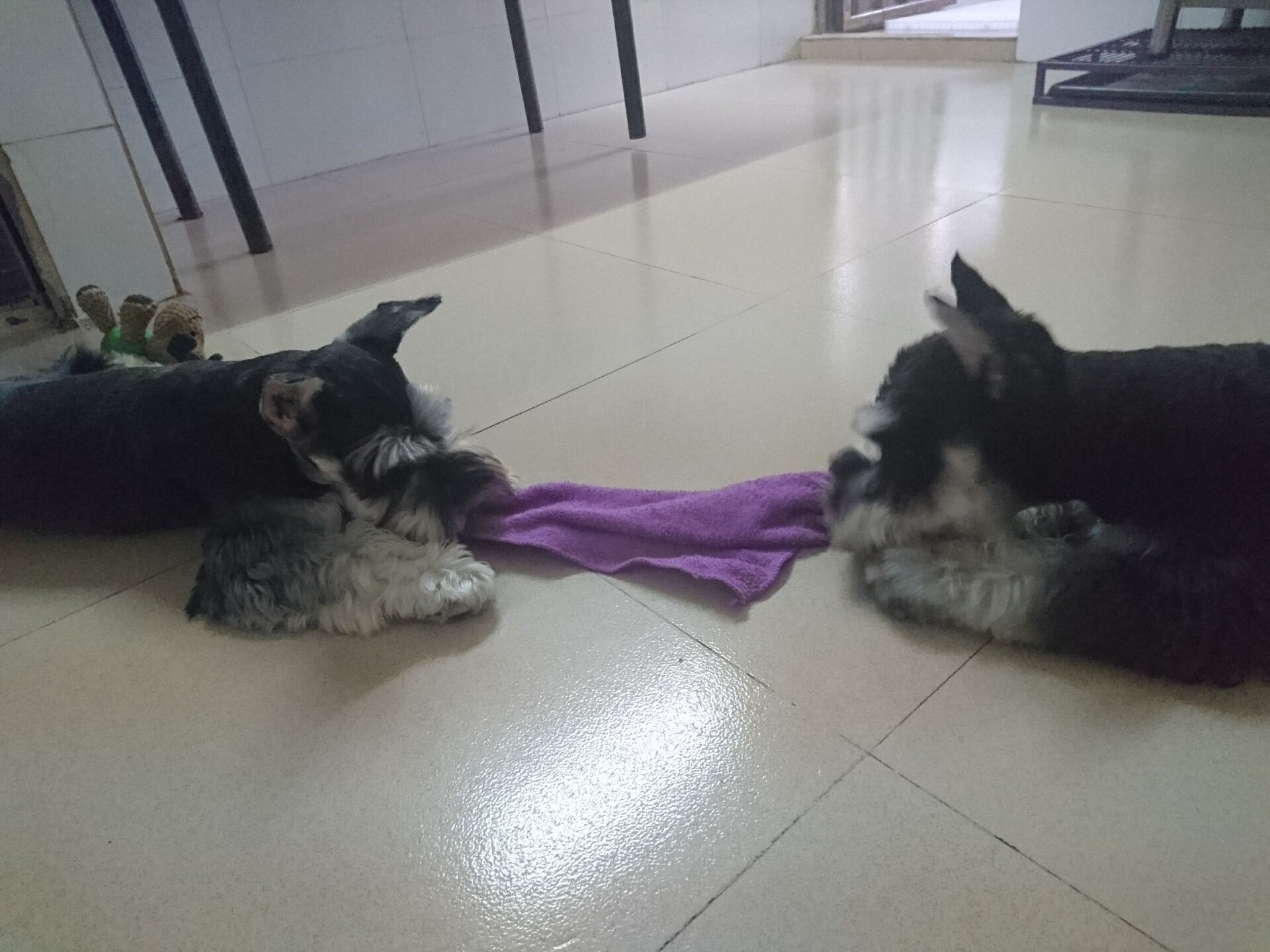 雪纳瑞狗狗最喜欢什么玩具,雪纳瑞狗狗喜欢玩什么玩具呀