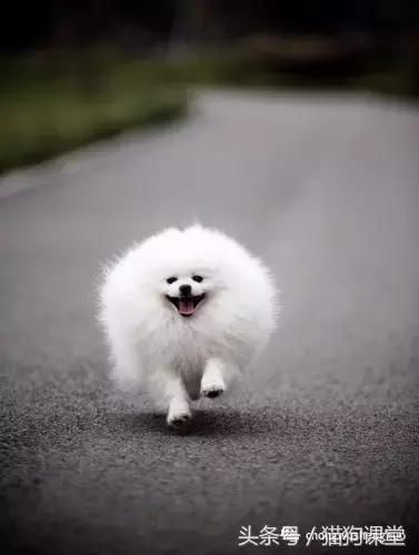 犬种介绍柯基,犬种大全