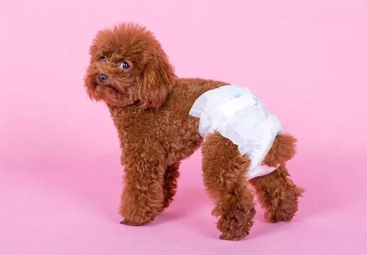 狗狗长骨刺如何护理,狗狗生小狗后怎么护理