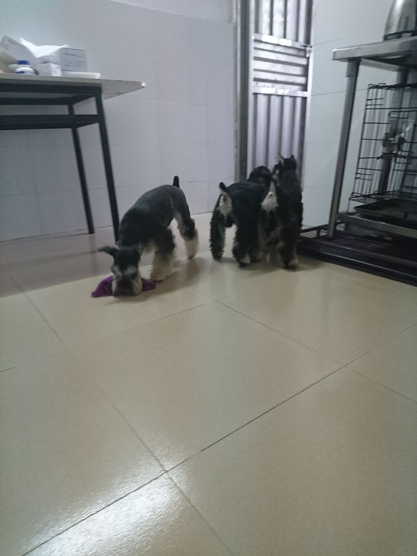 雪纳瑞狗狗最喜欢什么玩具,雪纳瑞狗狗喜欢玩什么玩具呀