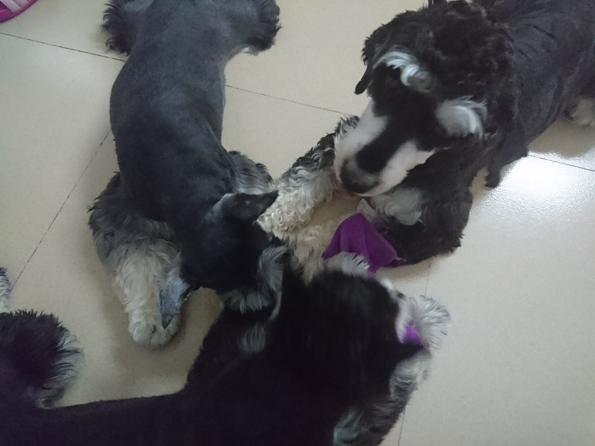 雪纳瑞狗狗最喜欢什么玩具,雪纳瑞狗狗喜欢玩什么玩具呀