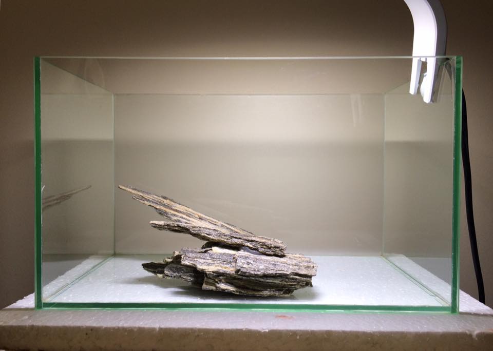 小型圆形草缸开缸过程,草缸开缸第一天要不要开过滤