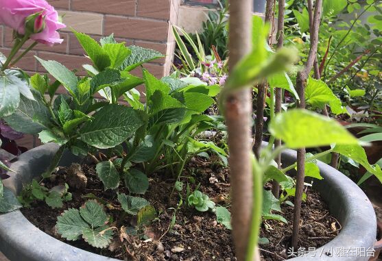 种花没有瓦片,营养土可以种花吗怎么配制