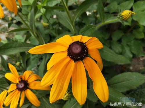 oppor11性能评价,oppor11手机测评是否值得入手