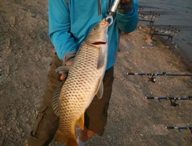 钓罗非粘麻团,麻团钓鲤鱼