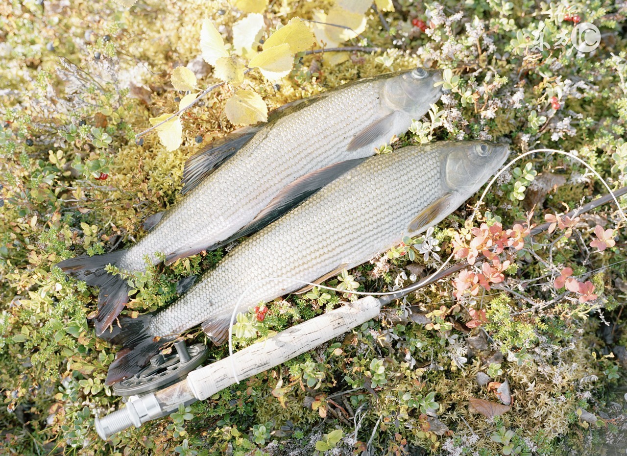 饵料总是散开怎么办,饵料入水后为什么散开了