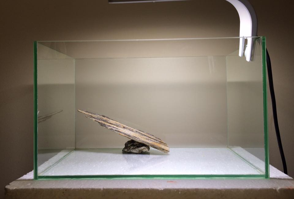 小型圆形草缸开缸过程,草缸开缸第一天要不要开过滤