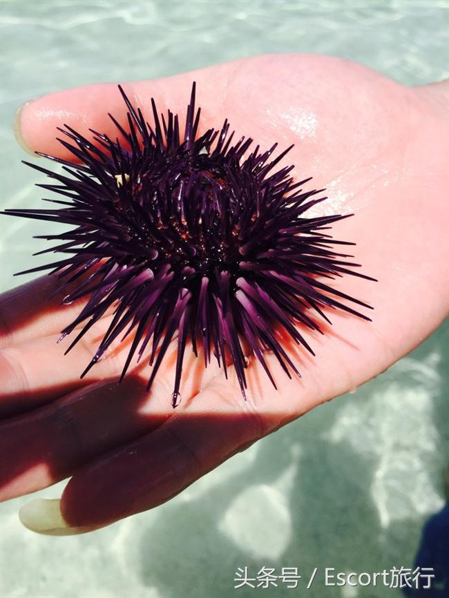 旅游景点攻略毛里求斯,分手大师毛里求斯取景酒店