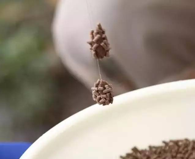 钓罗非粘麻团,麻团钓鲤鱼