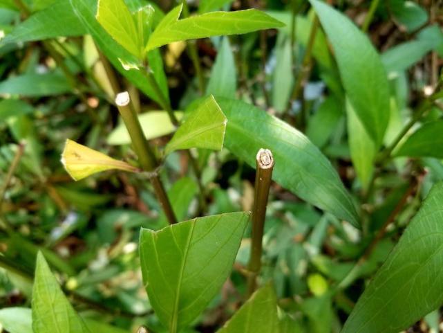 三星s8如何升级安卓9系统,三星s8深度使用评测