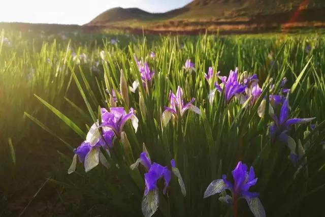 山丹军马场几月份最漂亮,山丹军马场特色