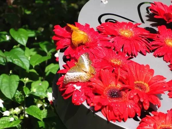 世界最值得一去的机场排名,全球排第一的机场