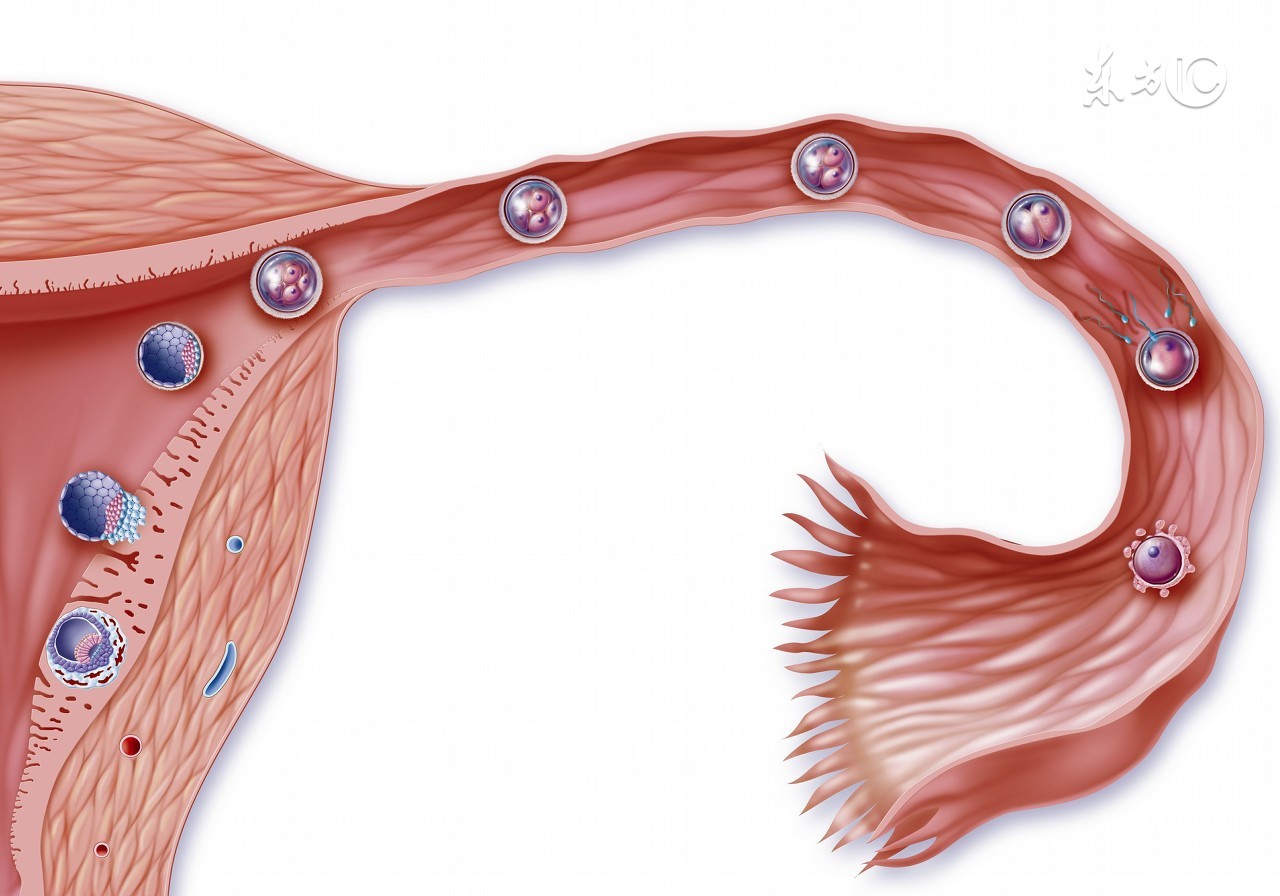 孕九周有胎心胎芽后胎停概率,孕9-10周胎停概率还大吗