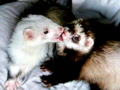 适合小白养的宠物貂,什么宠物貂品种好养