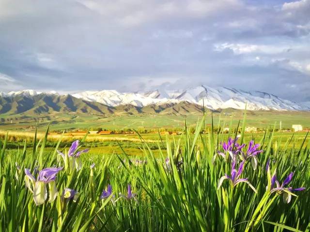 山丹军马场几月份最漂亮,山丹军马场特色