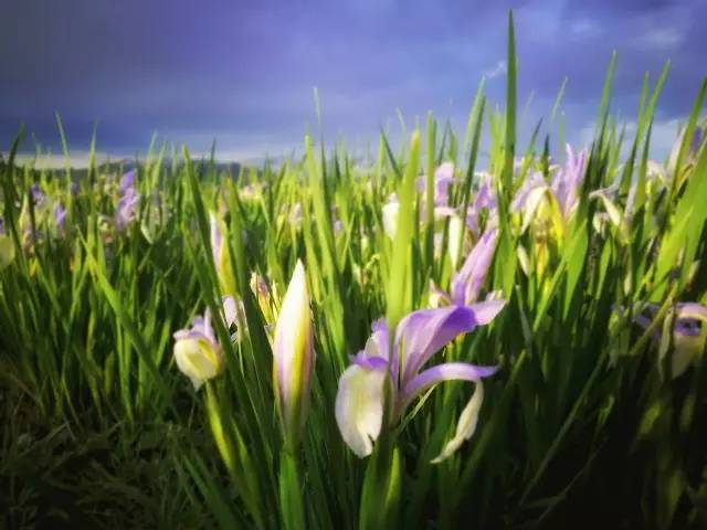 山丹军马场几月份最漂亮,山丹军马场特色