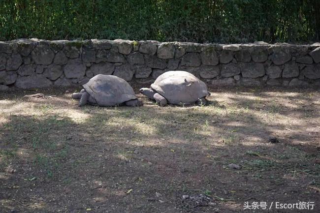 旅游景点攻略毛里求斯,分手大师毛里求斯取景酒店