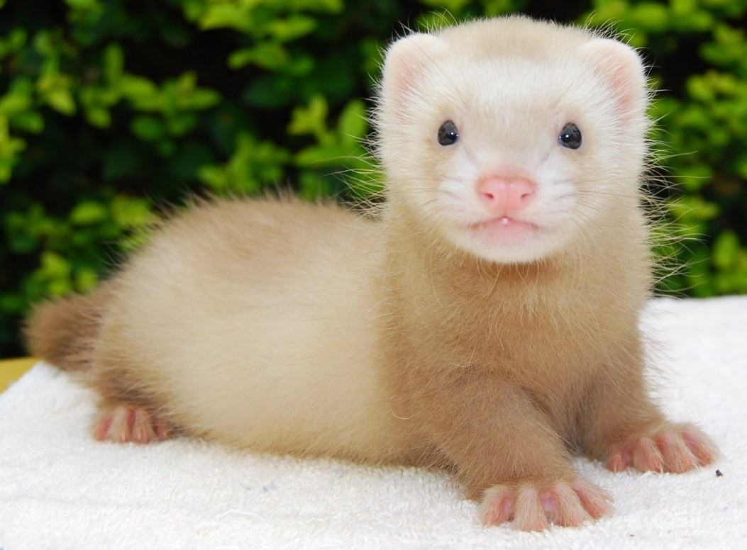 适合小白养的宠物貂,什么宠物貂品种好养