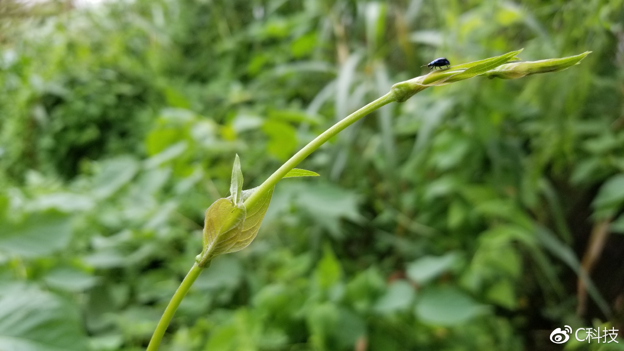 三星手机galaxy进化史,三星最新款手机galaxys8