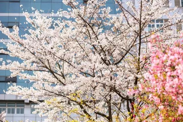 邂逅苏农,苏农视频