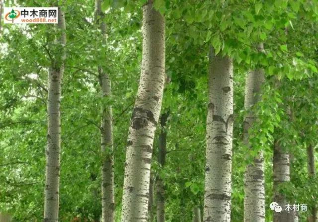 小叶杨木和大叶杨木哪个好,杨木和桐木的区别