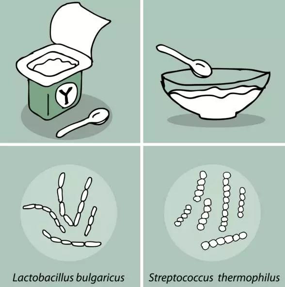 哪两种酸奶更好喝,公认最好喝的5款酸奶