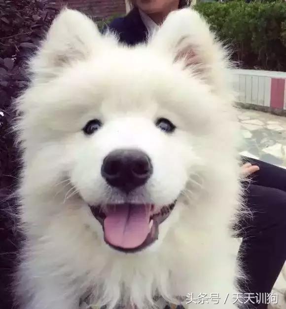 为什么农村不给养土狗,农村养狗跟城里的就是不一样