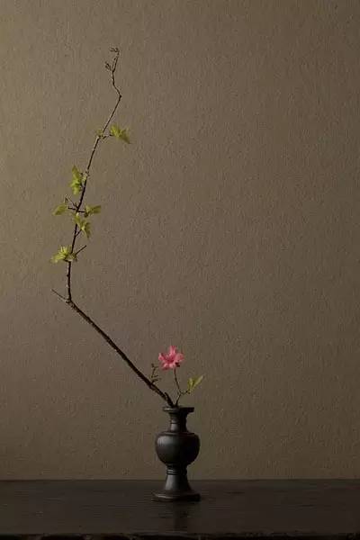 开到荼蘼花事了|川濑敏郎《一日一花》