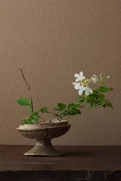 开到荼蘼花事了|川濑敏郎《一日一花》